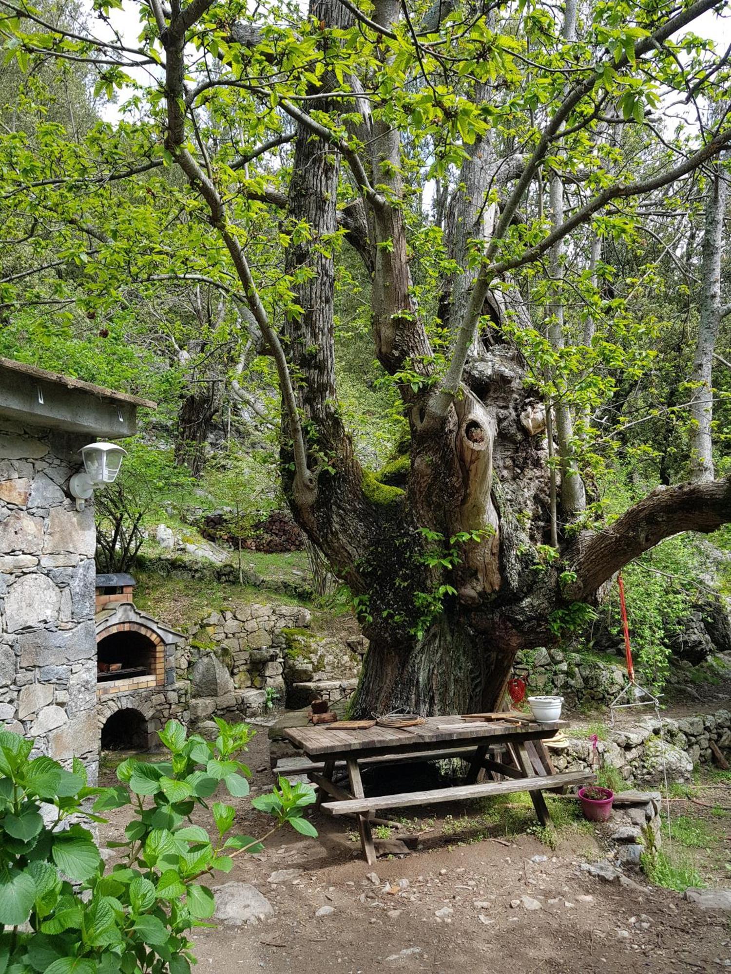 Chambre D'Hote "Chez Antoinette Et Charles" Santo-Pietro-di-Venaco Екстериор снимка